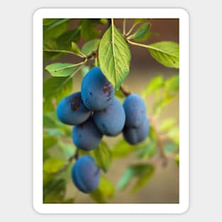 Ripe blue plums in an orchard Sticker